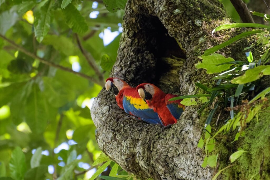 Scarlet macaws spotted in Carara National Park