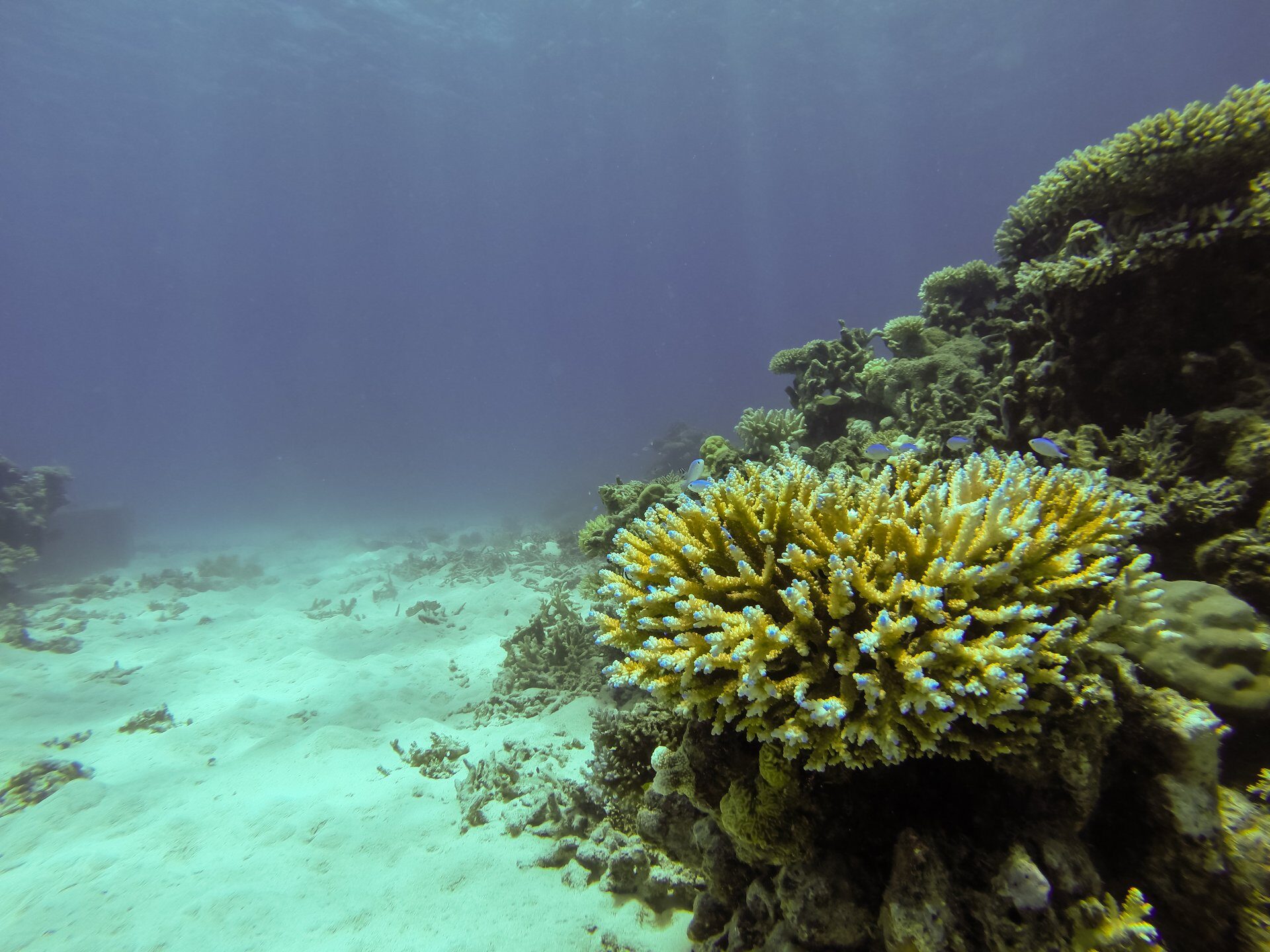 10 Best Diving Spots in the World Celebrity Cruises