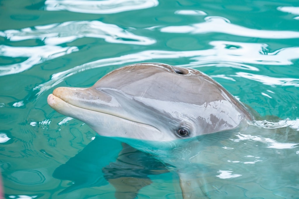 Dolphin at the Ocean World