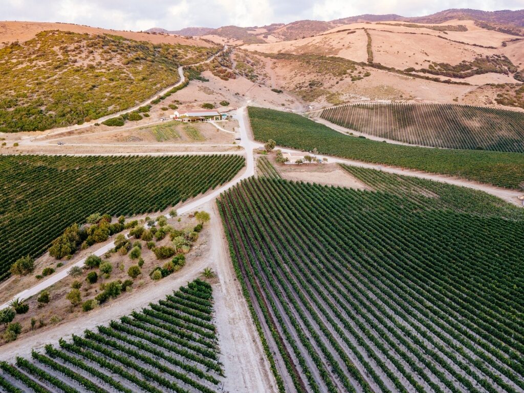 Vermentino vineyard in Sardinia