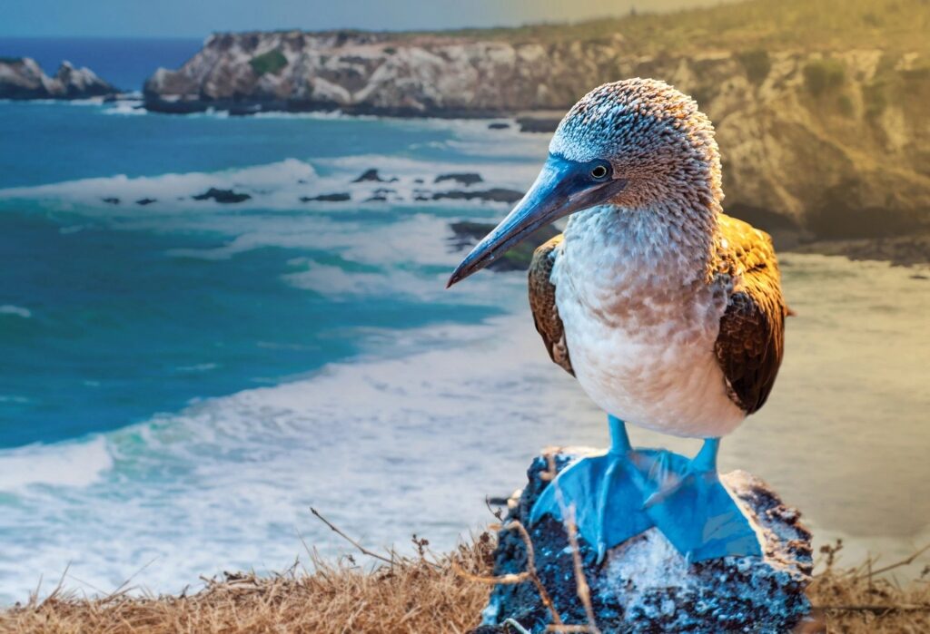 Blue-footed booby on a rock with island as backdrop