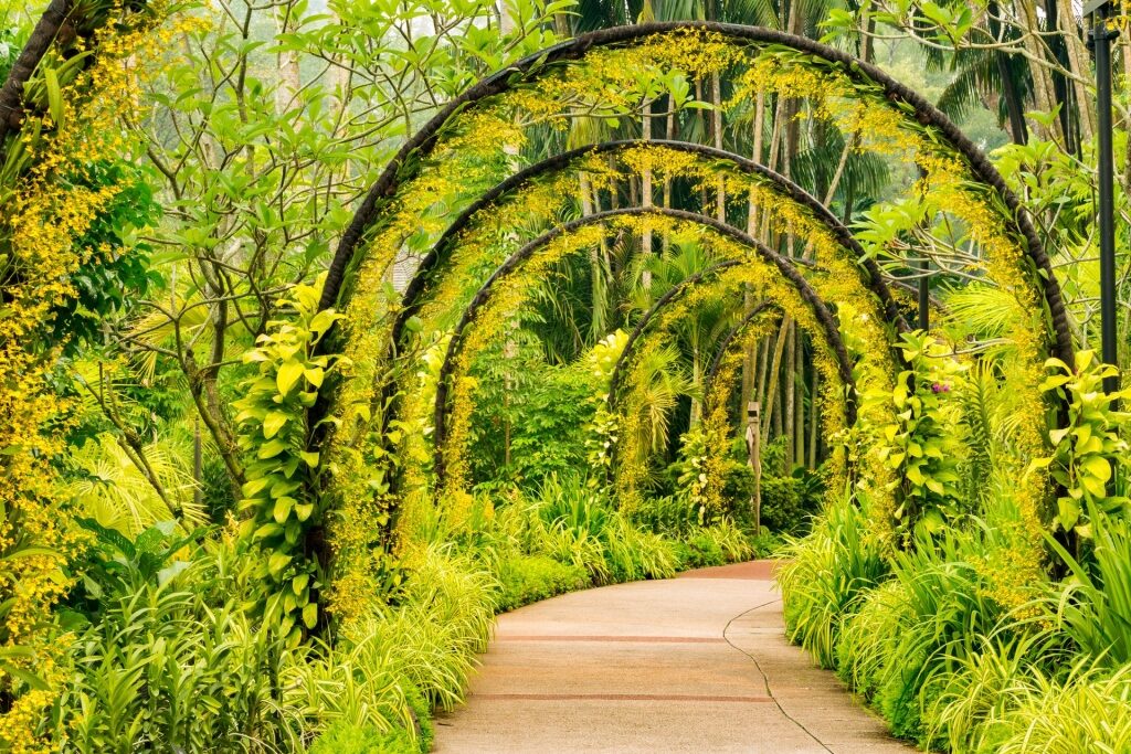Pathway in National Orchid Garden
