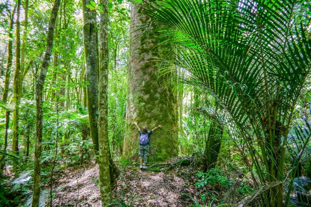 Woman hugging the massive tree at the Kauri Rainforest