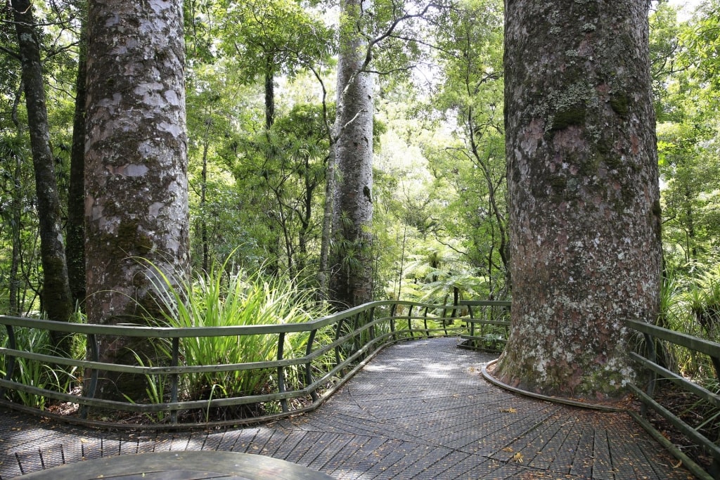 Massive trees at the Puketi State Forest