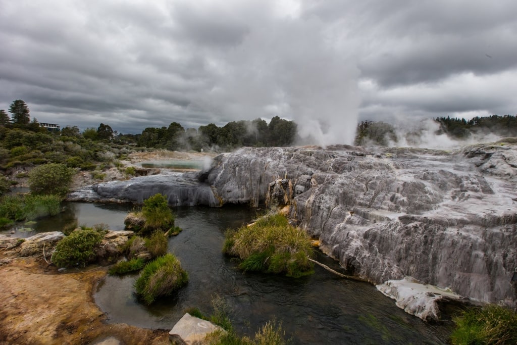 Pohutu Geyser steaming at the Te Puia Thermal Reserve 