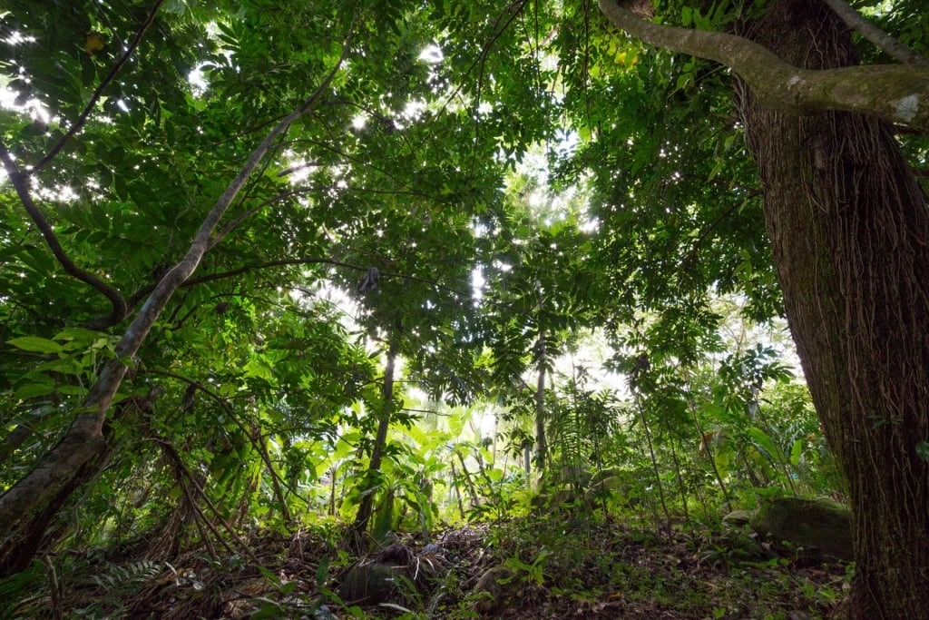 Hike El Yunque Rainforest, one of the best things to do in Puerto Rico with kids