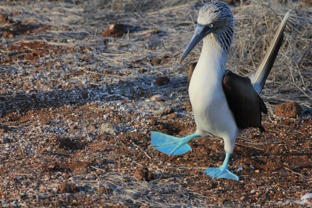Blue-footed booby courtship dance