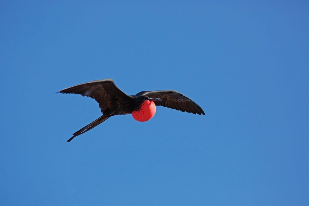 Frigatebird flying in the Galapagos