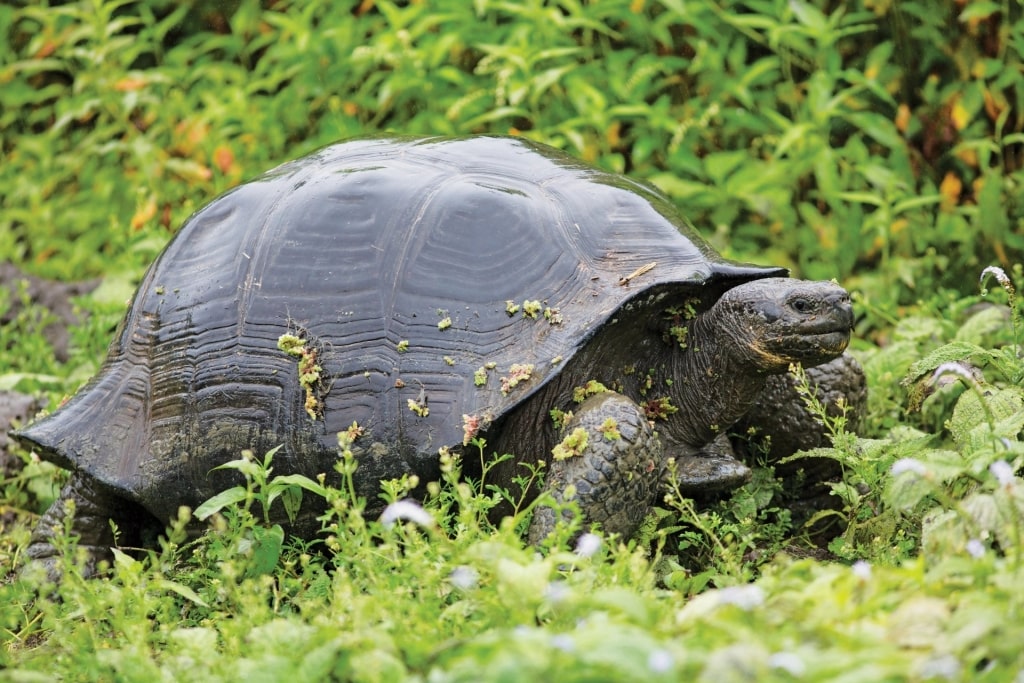 Huge Galapagos tortoise