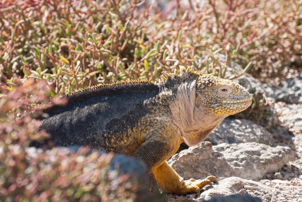 Land iguana spotted in Dragon Hill