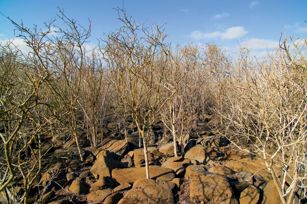 Palo Santo trees in the Galapagos