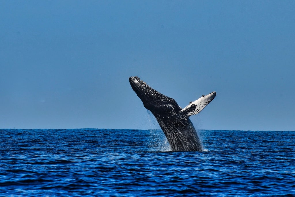 What is Mexico known for - whales