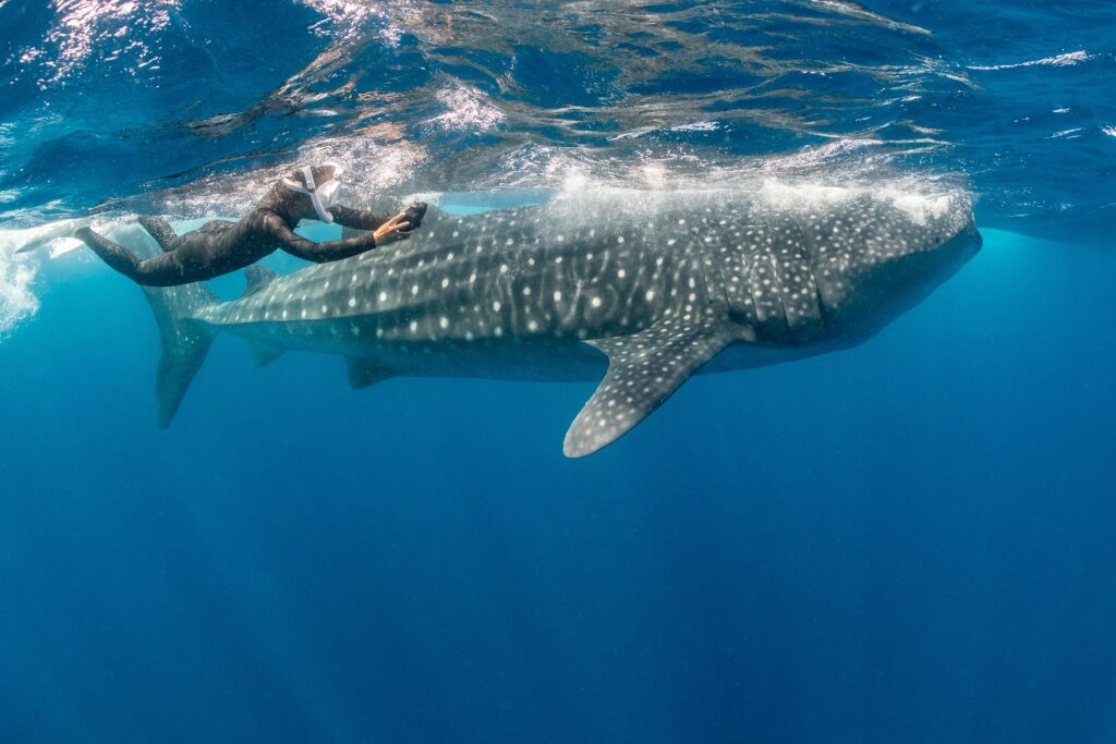 Person swimming with a whale shark