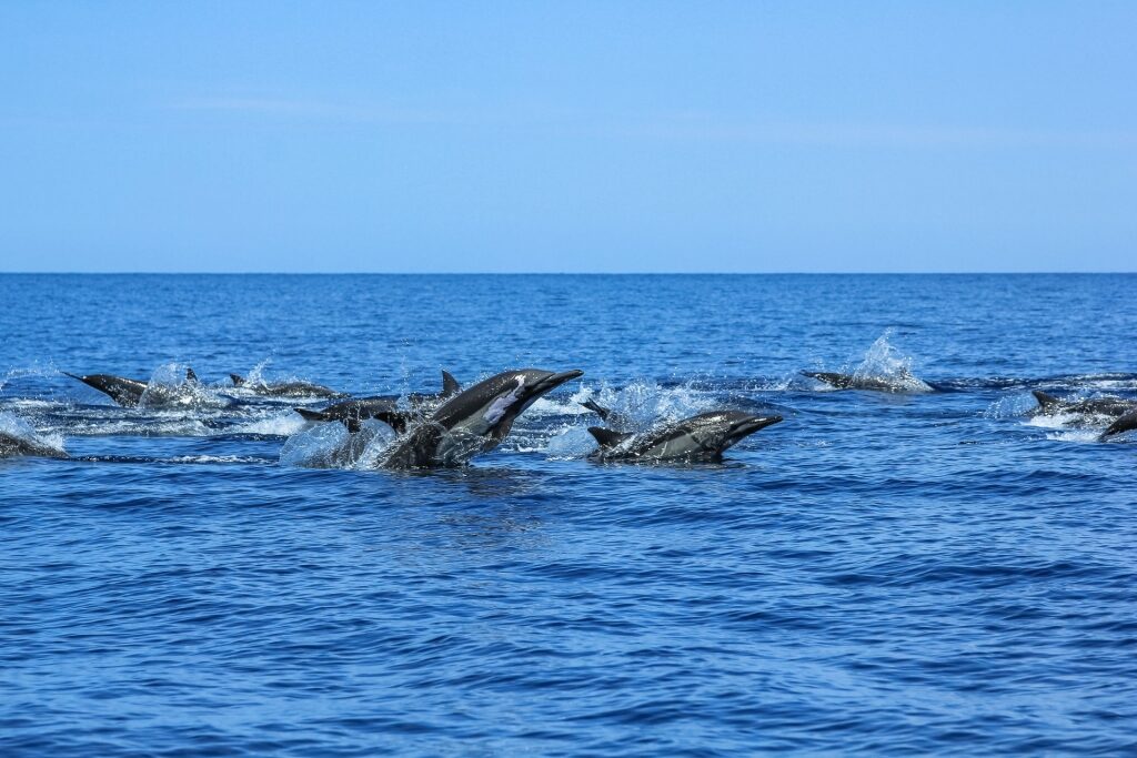Dolphins at the Isla Espiritu Santo