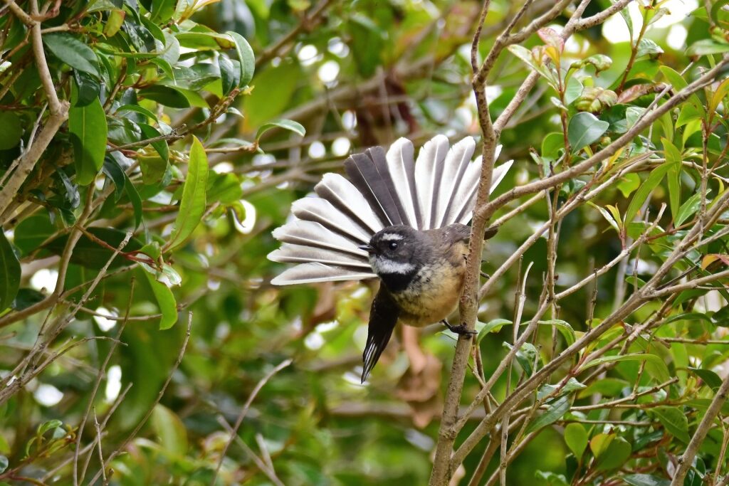 Fantail on a tree branch