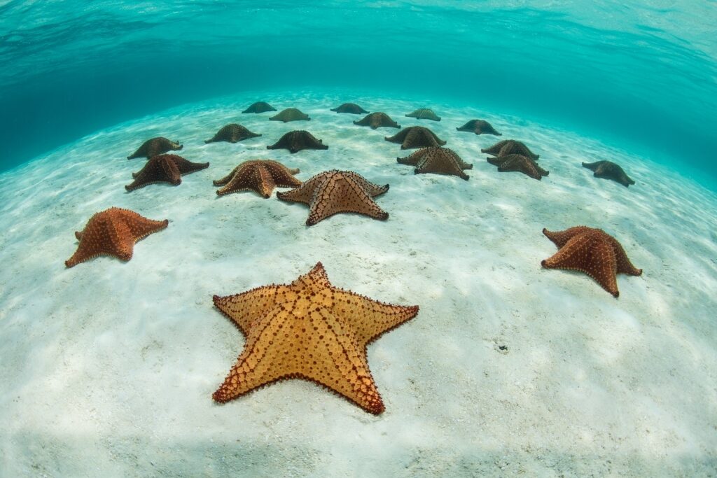 White sand of Starfish Island with starfish lined up