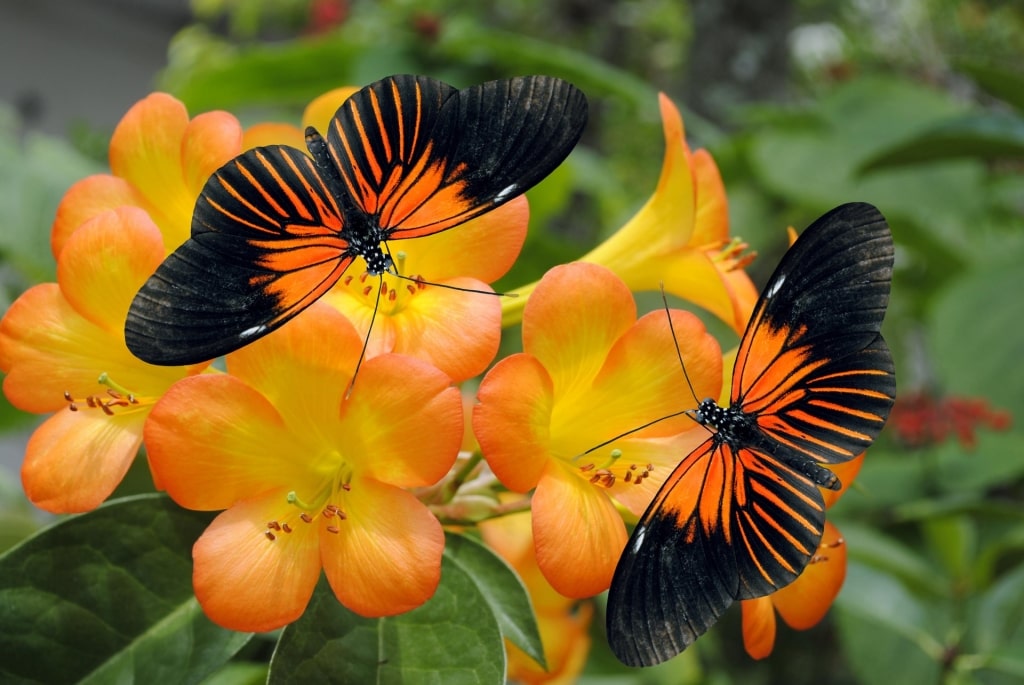 Lovely butterflies at the Butterfly World