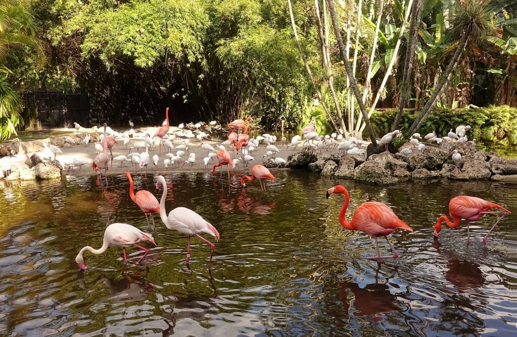 Flamingos in Flamingo Gardens Estate