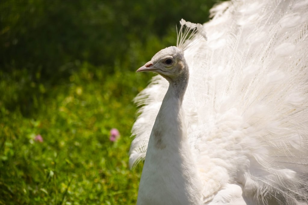 White peacock in Flamingo Gardens Estate