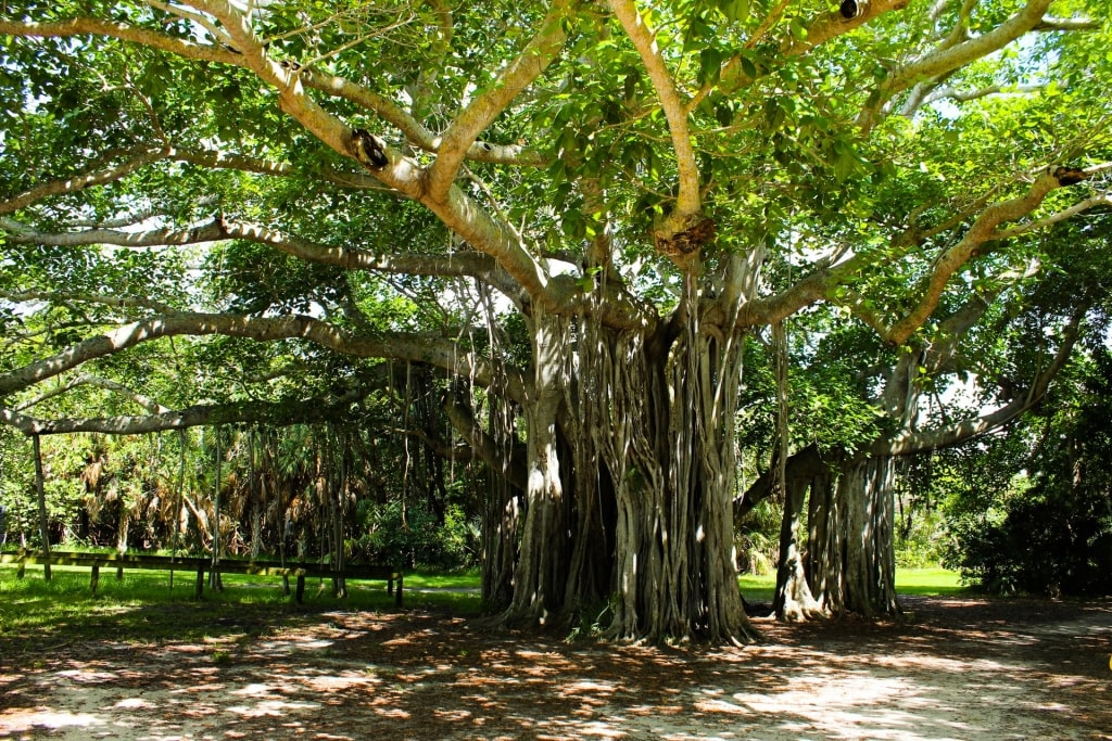 Lush landscape of Hugh Taylor Birch State Park