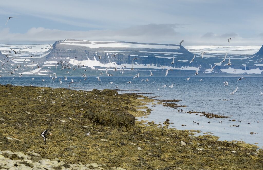 Snowy landscape of Vigur Island with birds flying