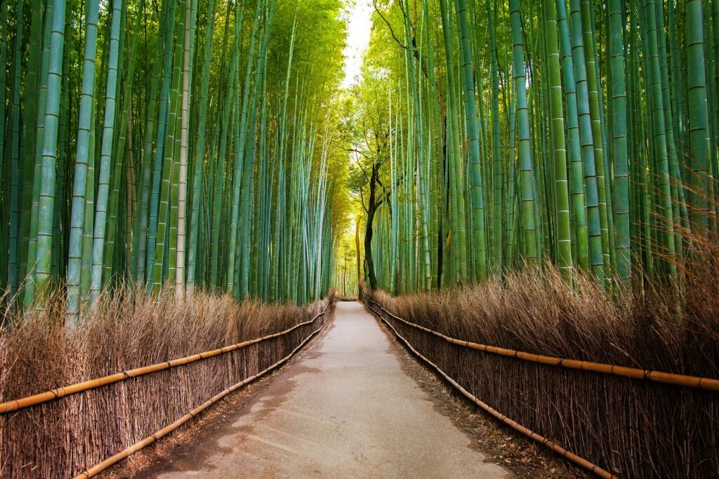 Tall bamboo trees towering over a pathway in Arashiyama