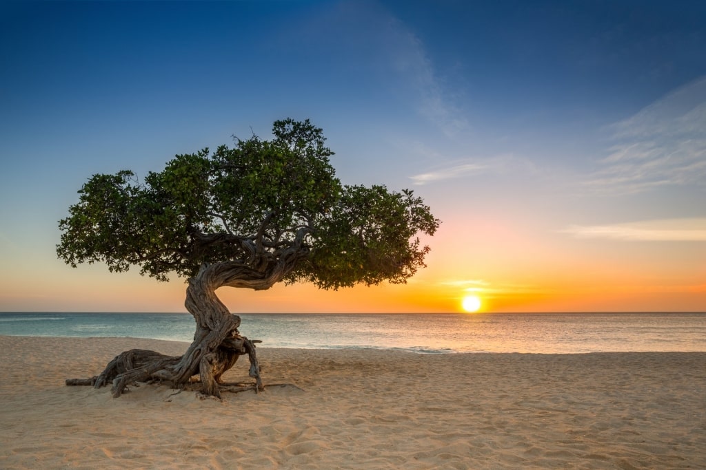 Divi-divi tree on Eagle Beach at sunset