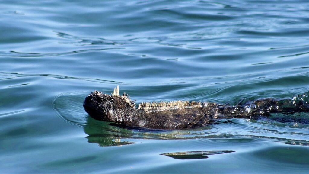 Marine iguana swimming in the Galapagos
