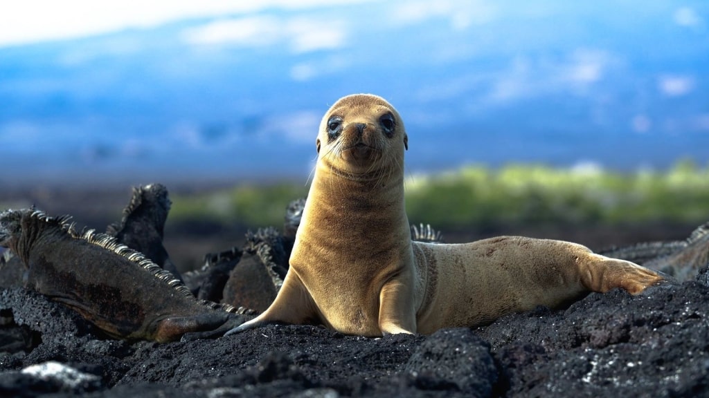 Sea lion spotted in the Galapagos