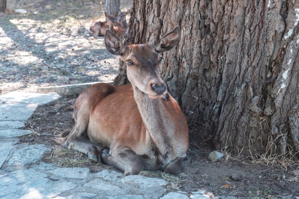 Deer spotted at the Mount Parnitha National Park