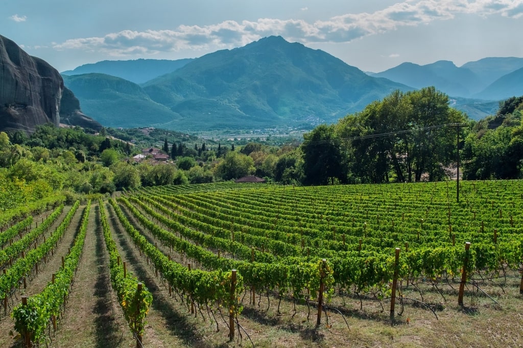 Vineyard in Nemea