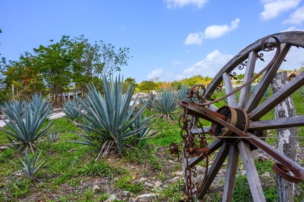 Blue agave plant in Mexico