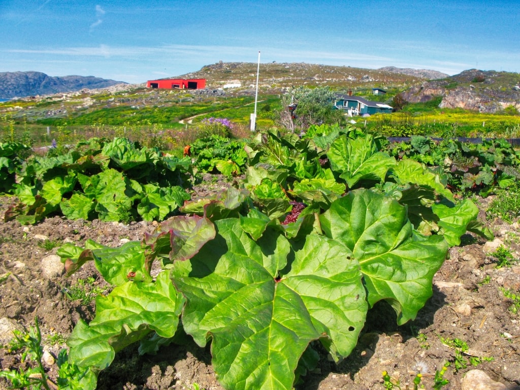 Agricultural hub of Upernaviarsuk