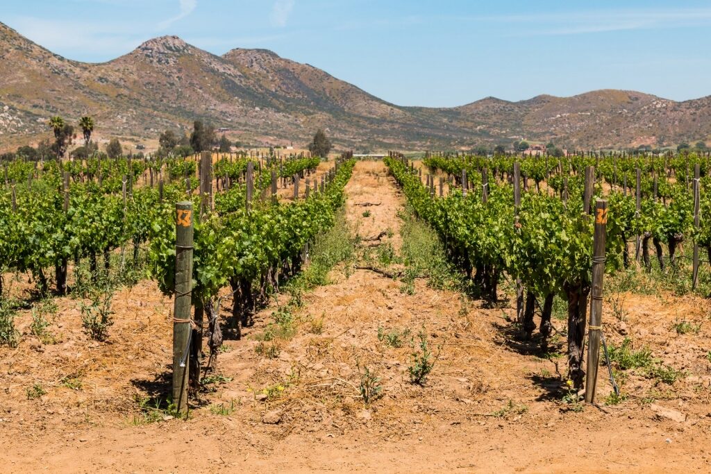Vineyard in Guadalupe Valley
