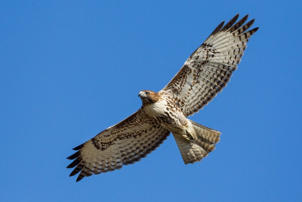 Red-tailed hawk spotted in Ensenada