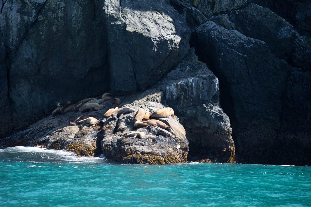 Sea lion spotted on a rocky cliff