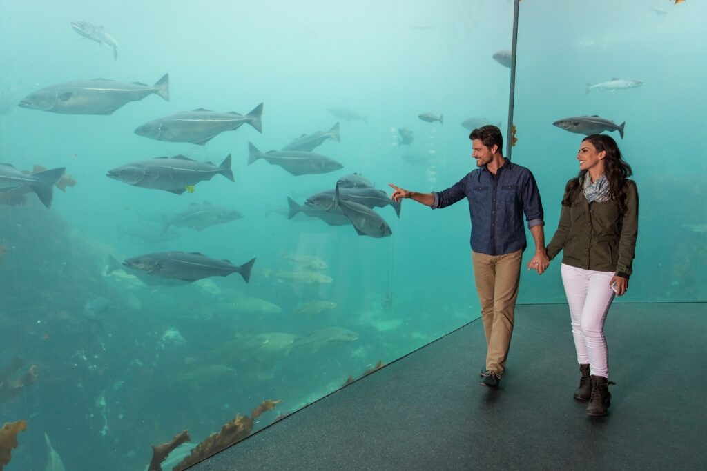 Couple looking at the fishes inside the Atlanterhavsparken Aquarium
