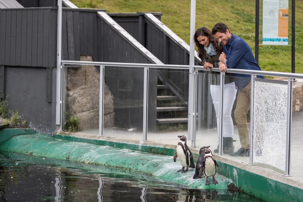 Couple looking at penguins at the Atlanterhavsparken Aquarium