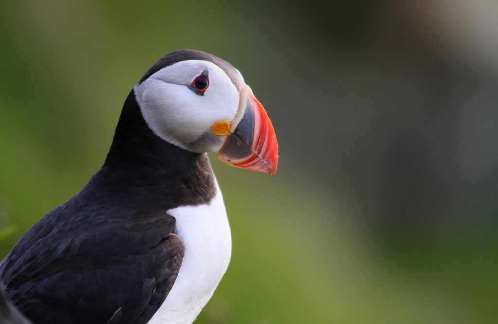 Puffin spotted in Norway