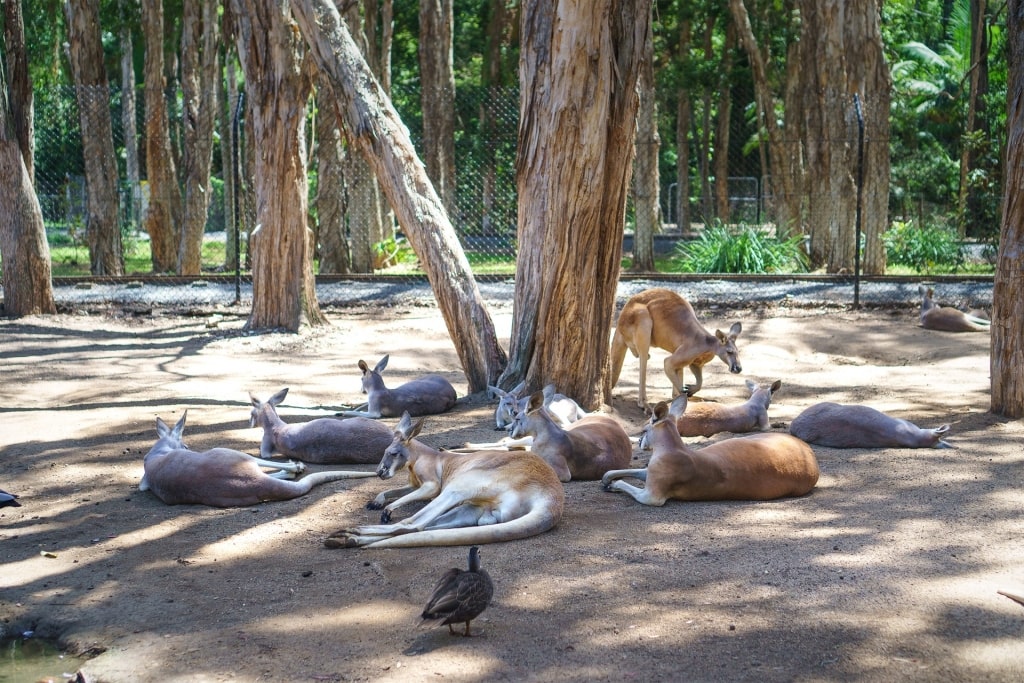 Kangaroos at the Currumbin Wildlife Sanctuary