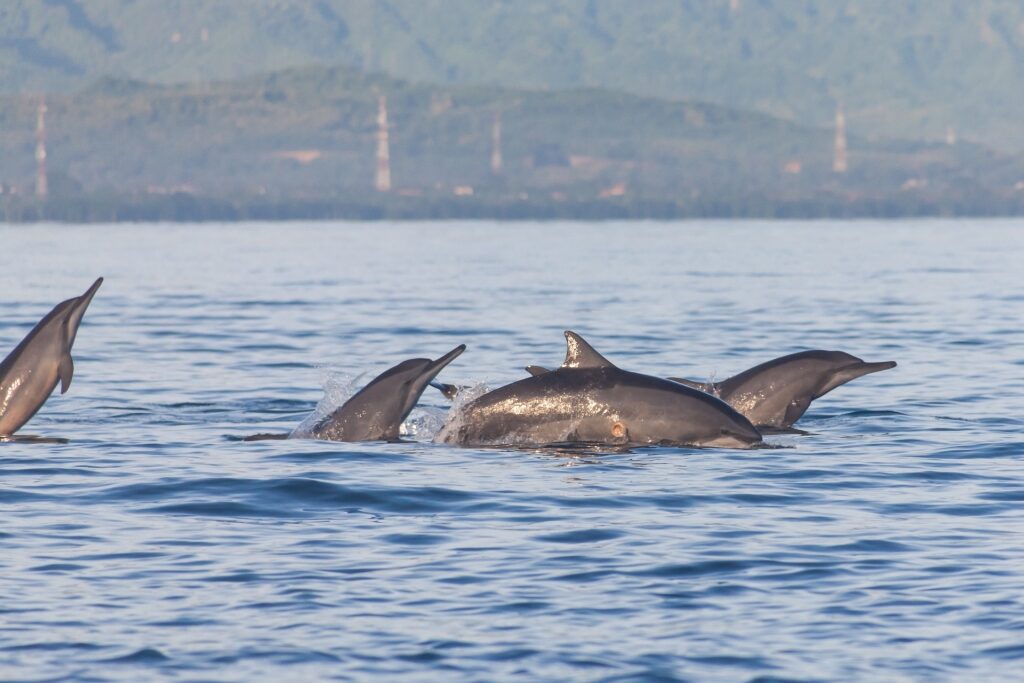Dolphins swimming near Lovina Beach