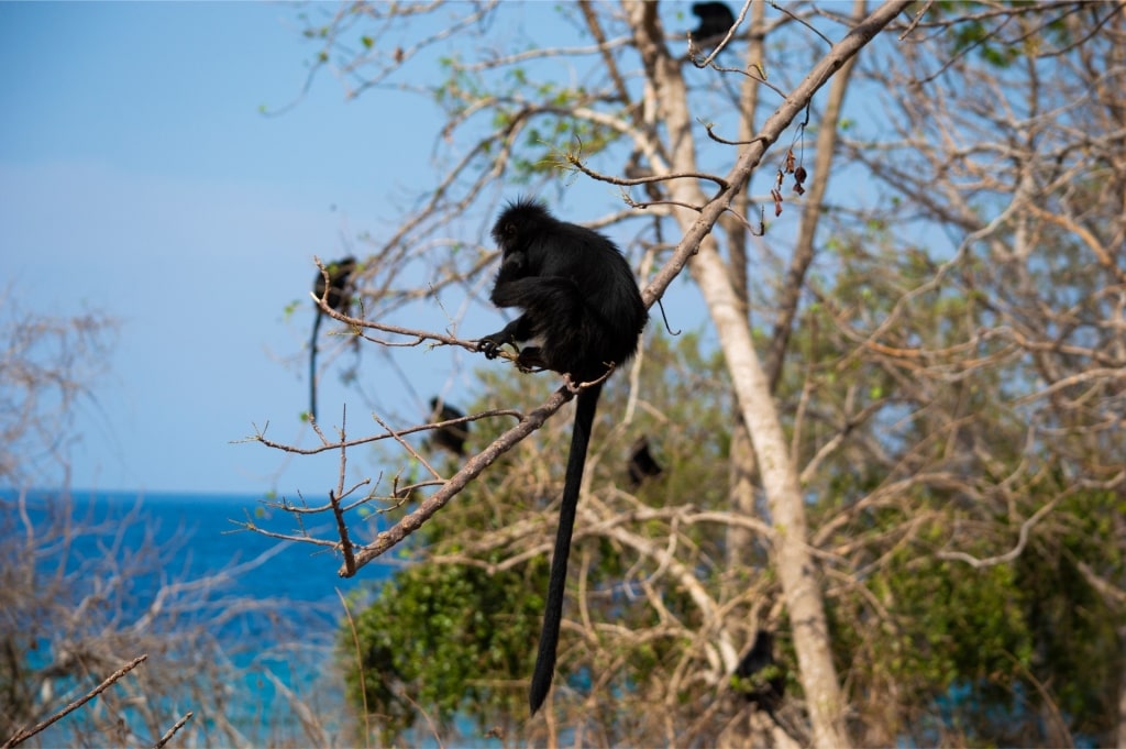 Monkey spotted in Menjangan Island