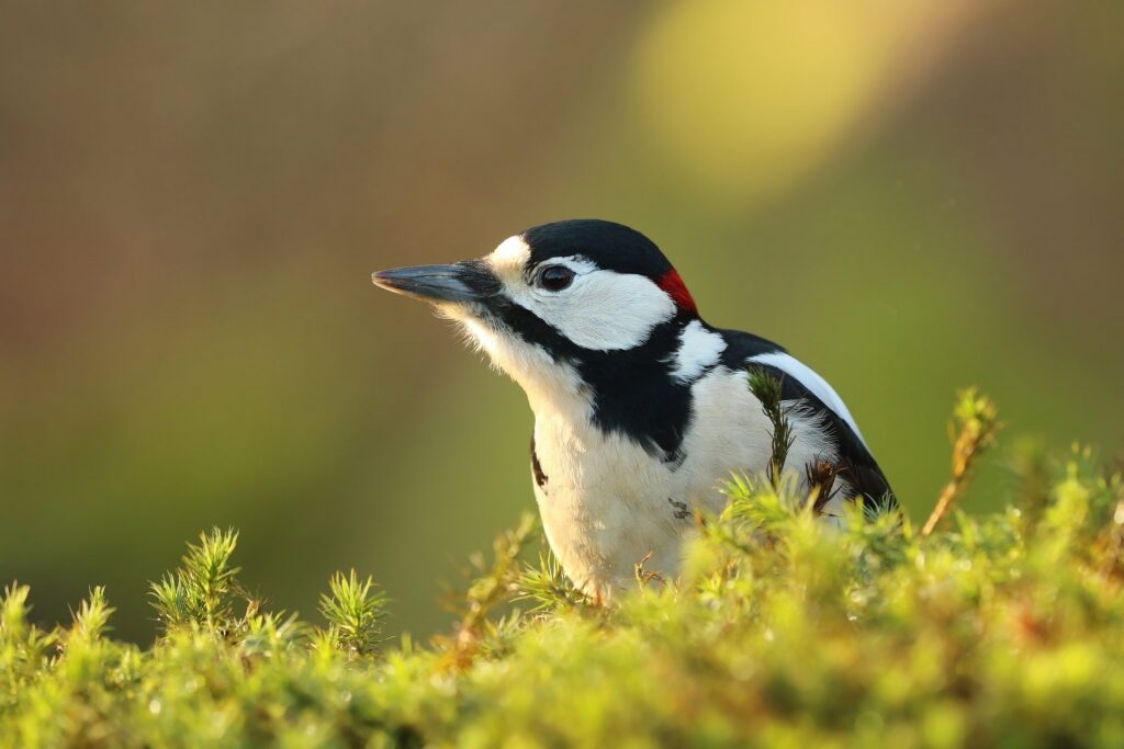 Green and great spotted woodpeckers spotted near the Stonehenge