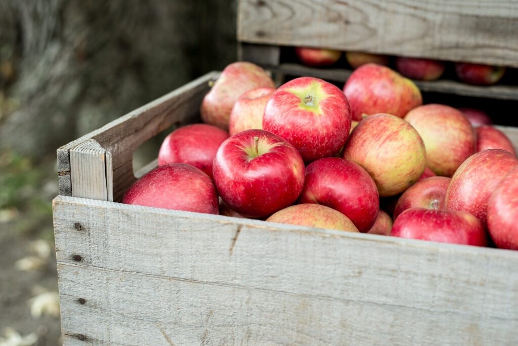 Apples in a crate box