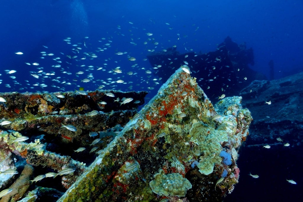 Fishes swimming along S.S. Antilla shipwreck