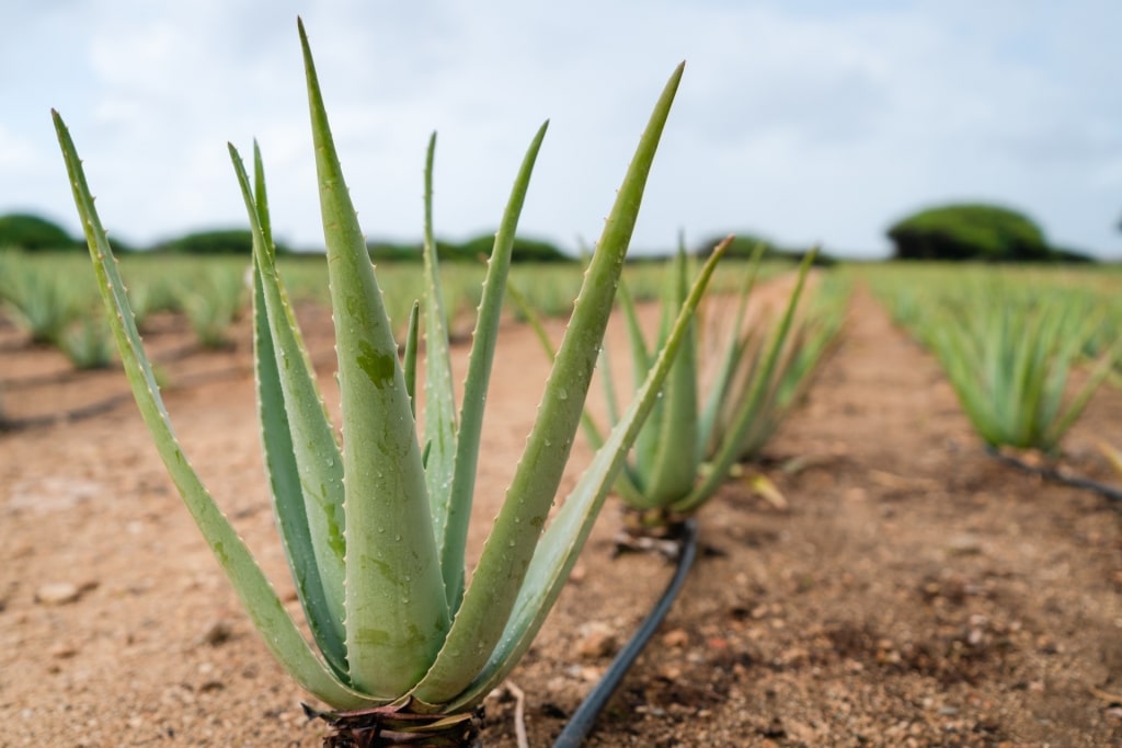 Aloe farm in Aruba