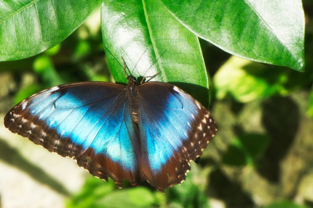 Beautiful Blue Morpho on a leaf