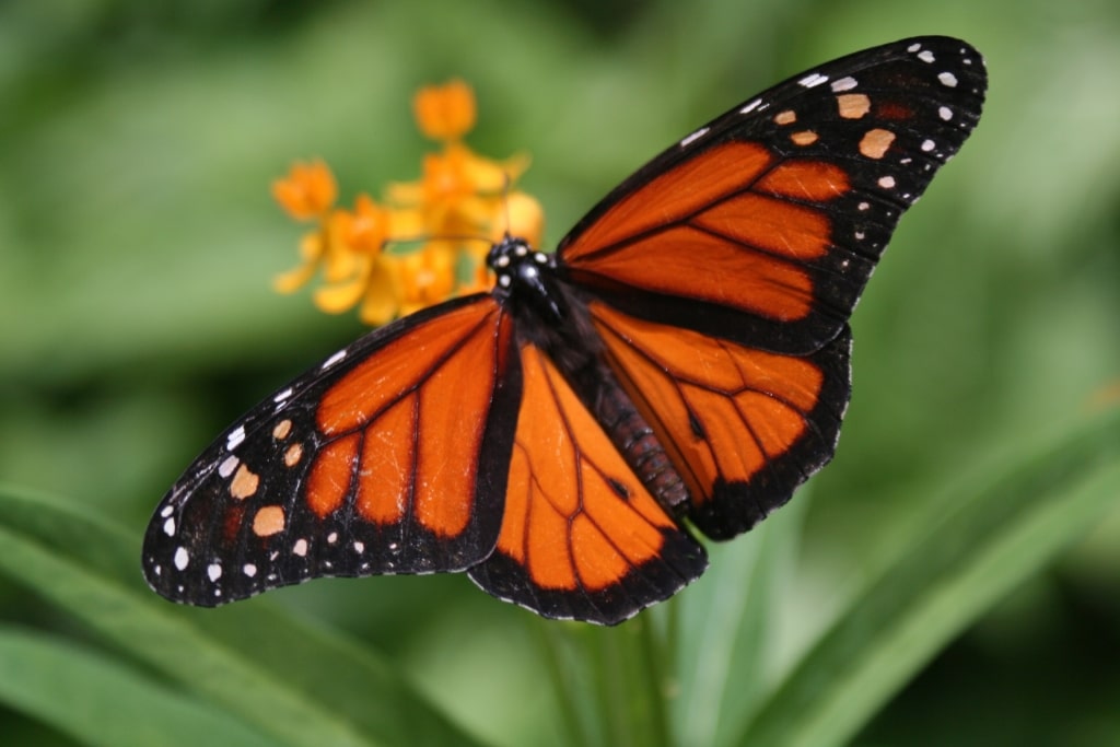 Monarch Butterfly on a flower