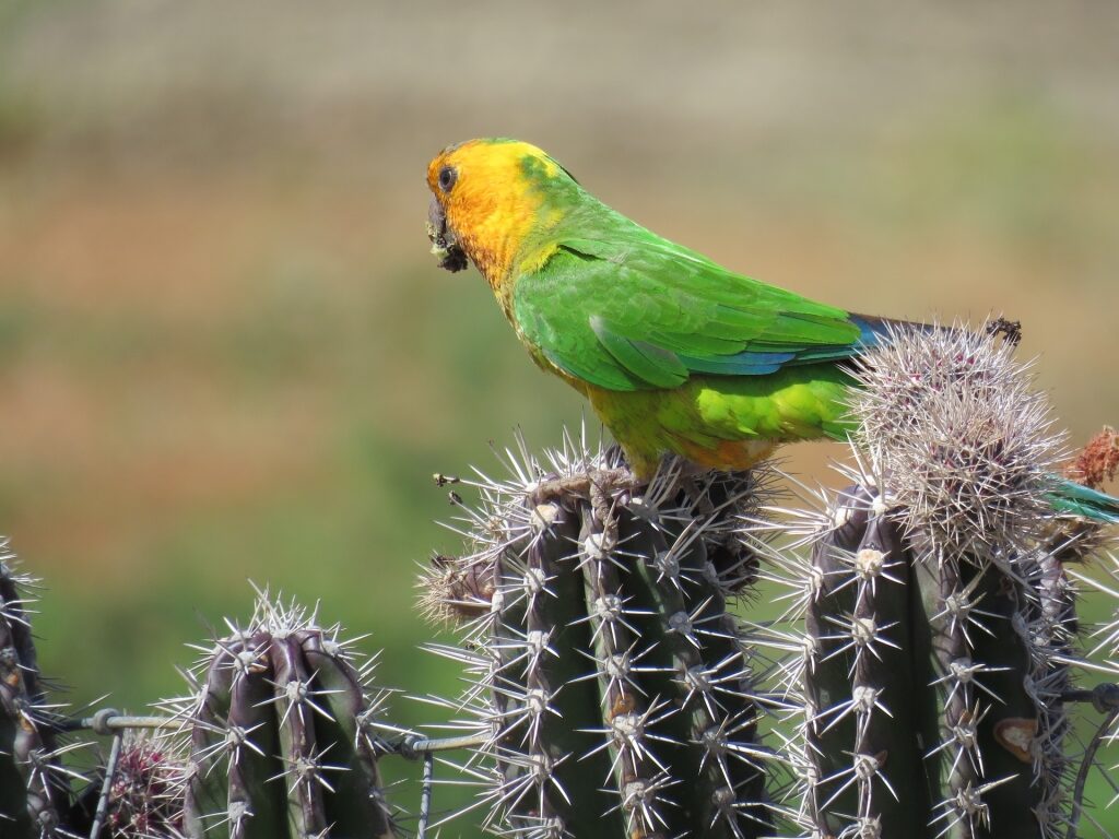 Prikichi bird on a cactus