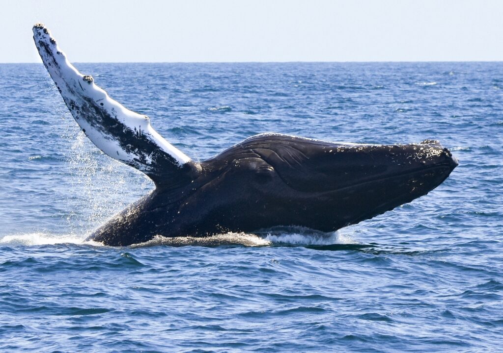 Whale-watching, one of the best things to do in Maine with kids
